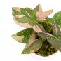 SYNGONIUM PINK SPLASH free phytosanitary`