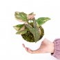 SYNGONIUM PINK SPLASH free phytosanitary`
