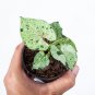 SYNGONIUM GREEN SPLASH free phytosanitary`