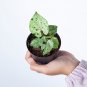 SYNGONIUM GREEN SPLASH free phytosanitary`
