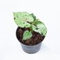 SYNGONIUM GREEN SPLASH free phytosanitary`