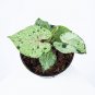 SYNGONIUM GREEN SPLASH free phytosanitary`