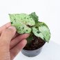 SYNGONIUM GREEN SPLASH free phytosanitary`