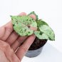 SYNGONIUM GREEN SPLASH free phytosanitary`