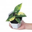 SYNGONIUM YELLOW VARIEGATED free phytosanitary`