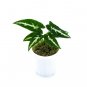SYNGONIUM WENLANDII free phytosanitary`