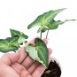 SYNGONIUM PODOPHYLLUM THREE KINGS free phytosanitary`