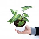 SYNGONIUM PODOPHYLLUM THREE KINGS free phytosanitary`
