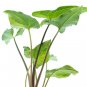 SYNGONIUM PODOPHYLLUM THREE KINGS free phytosanitary`