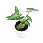 SYNGONIUM PODOPHYLLUM THREE KINGS free phytosanitary`