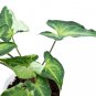 SYNGONIUM PODOPHYLLUM THREE KINGS free phytosanitary`
