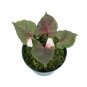 SYNGONIUM STRAWBERRY ICE free phytosanitary`