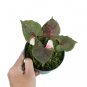 SYNGONIUM STRAWBERRY ICE free phytosanitary`
