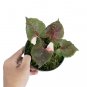SYNGONIUM STRAWBERRY ICE free phytosanitary`