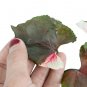 SYNGONIUM STRAWBERRY ICE free phytosanitary`
