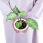 SYNGONIUM BATIK free phytosanitary`