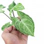 SYNGONIUM BATIK free phytosanitary`