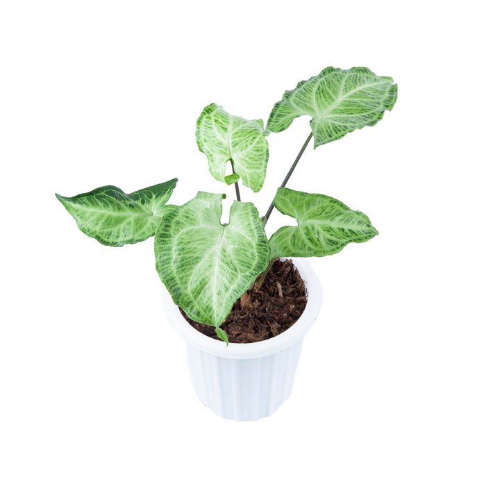 SYNGONIUM BATIK free phytosanitary`