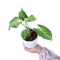 SYNGONIUM BATIK free phytosanitary`