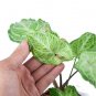 SYNGONIUM BATIK free phytosanitary`