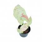 SYNGONIUM MILK CONFETTI free phytosanitary`
