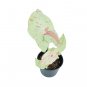 SYNGONIUM MILK CONFETTI free phytosanitary`
