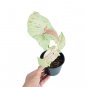 SYNGONIUM MILK CONFETTI free phytosanitary`