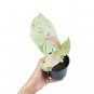 SYNGONIUM MILK CONFETTI free phytosanitary`