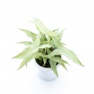SYNGONIUM WHITE NARROW free phytosanitary`