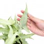 SYNGONIUM WHITE NARROW free phytosanitary`