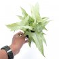 SYNGONIUM WHITE NARROW free phytosanitary`