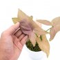 SYNGONIUM PINK free phytosanitary`