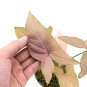 SYNGONIUM PINK free phytosanitary`