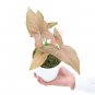 SYNGONIUM PINK free phytosanitary`