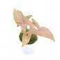 SYNGONIUM PINK free phytosanitary`