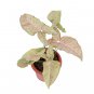 SYNGONIUM PINK SPOT free phytosanitary`