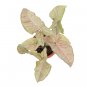 SYNGONIUM PINK SPOT free phytosanitary`