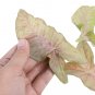 SYNGONIUM PINK SPOT free phytosanitary`