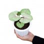 SYNGONIUM ALLUSION MANGO free phytosanitary`