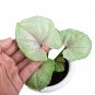 SYNGONIUM ALLUSION MANGO free phytosanitary`