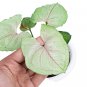 SYNGONIUM ALLUSION MANGO free phytosanitary`