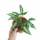 SYNGONIUM WHITE RIBBON free phytosanitary`