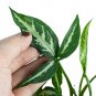 SYNGONIUM WHITE RIBBON free phytosanitary`