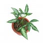 SYNGONIUM WHITE RIBBON free phytosanitary`