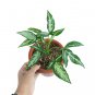 SYNGONIUM WHITE RIBBON free phytosanitary`
