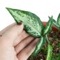 SYNGONIUM WHITE RIBBON free phytosanitary`