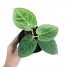 SYNGONIUM FROSTED HEART free phytosanitary`