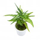 SYNGONIUM PHODOPYLLUM RIBBON free phytosanitary`