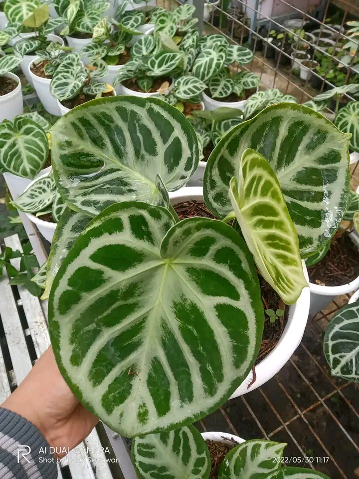 Anthurium Dorayaki x Silver blush