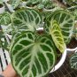 Anthurium Dorayaki x Silver blush